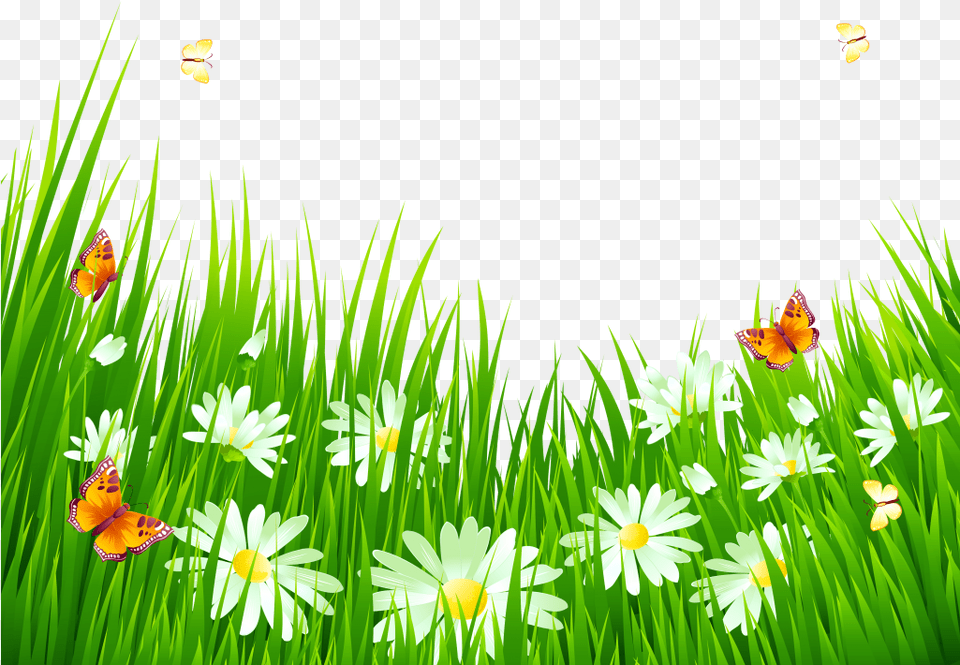 Grass, Daisy, Spring, Plant, Petal Free Transparent Png