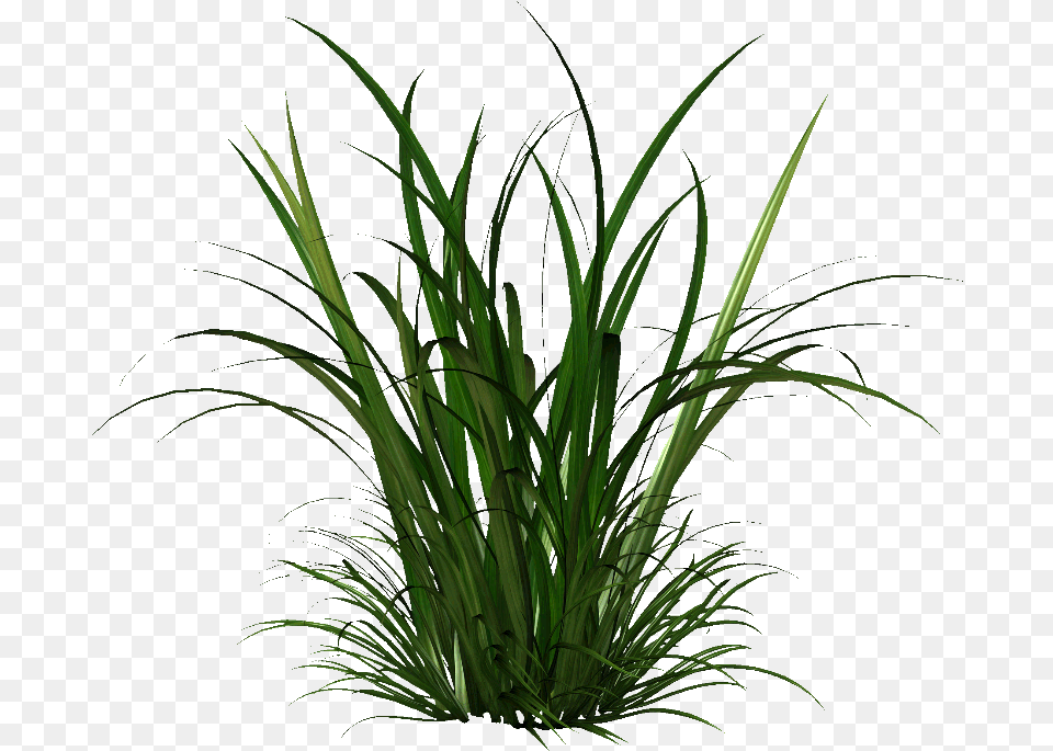 Transparent Grass, Plant, Vegetation Png