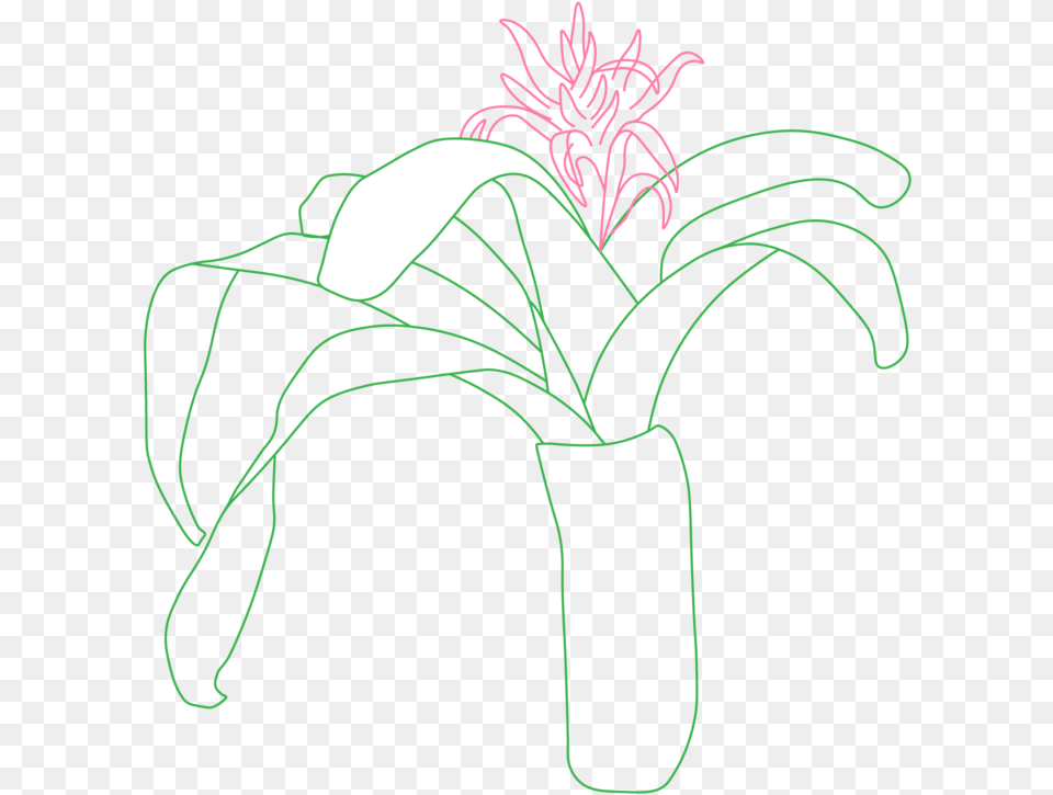 Transparent Grass Drawing Line Art, Flower, Flower Arrangement, Plant, Ikebana Png Image