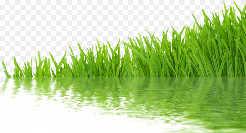 Transparent Grass Grass With Water, Green, Lawn, Plant, Vegetation Png Image