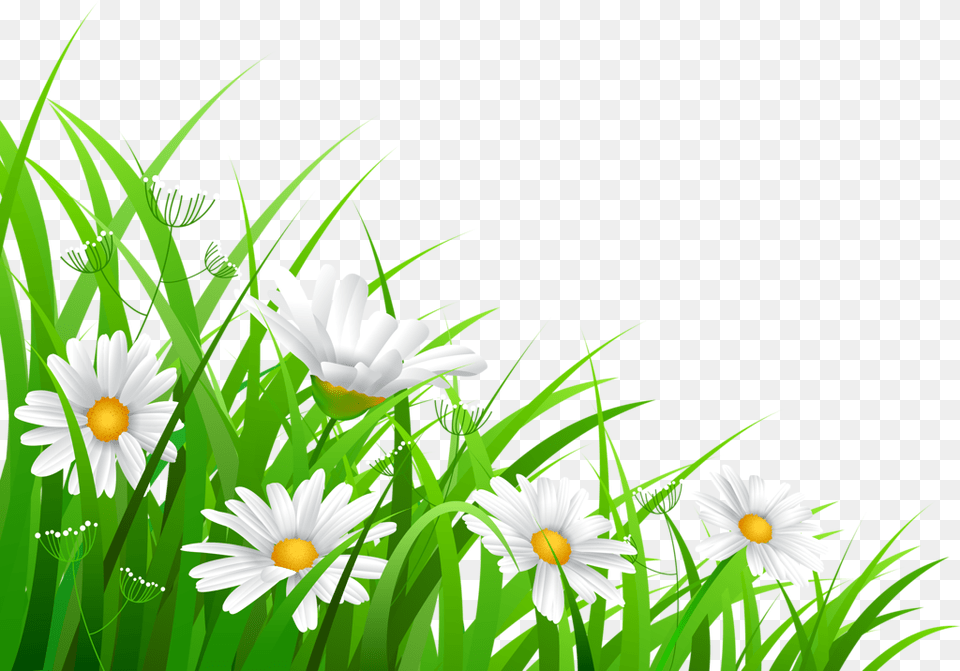 Transparent Grass Otkritki S Dobrimi Pozhelaniyami Skachat Besplatno, Daisy, Flower, Plant Free Png Download