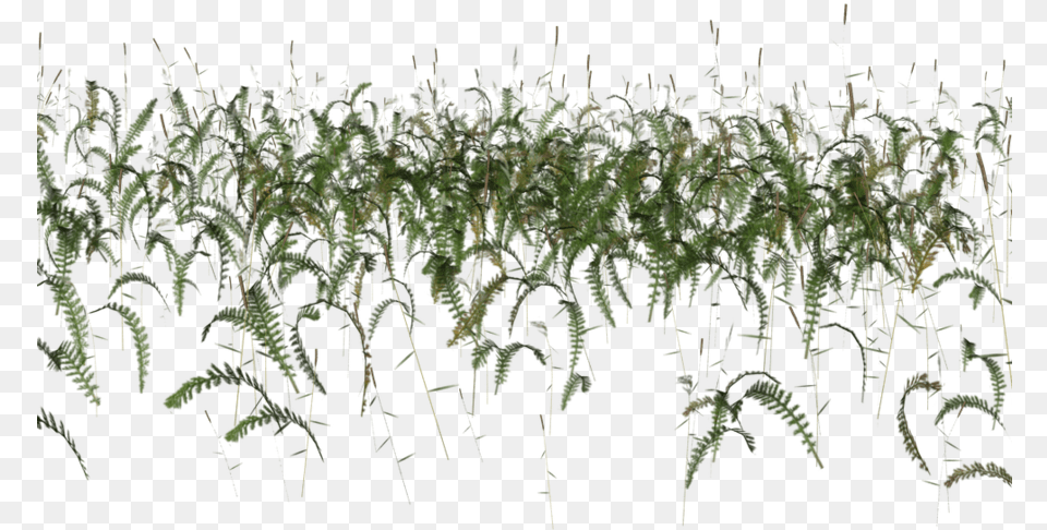 Transparent Grass Photoshop Cutout Fish Photoshop, Plant, Acanthaceae, Amaranthaceae, Flower Png Image