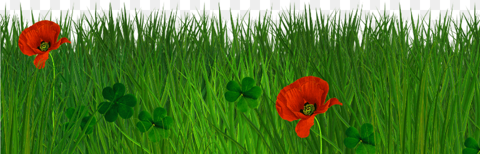 Transparent Grass Texture Seamless Natural For Photoshop, Flower, Plant, Vegetation, Poppy Free Png