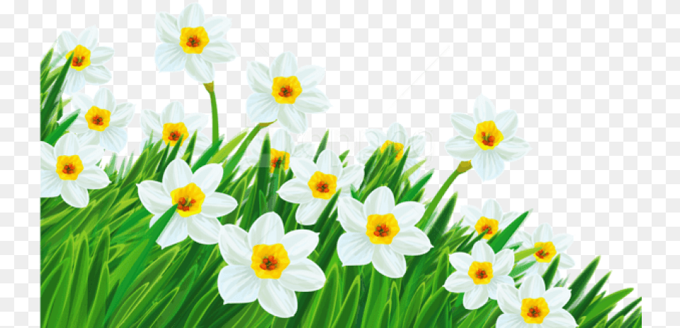 Grass With Daffodils Background Spring Flowers Clipart, Daffodil, Flower, Plant, Daisy Free Transparent Png