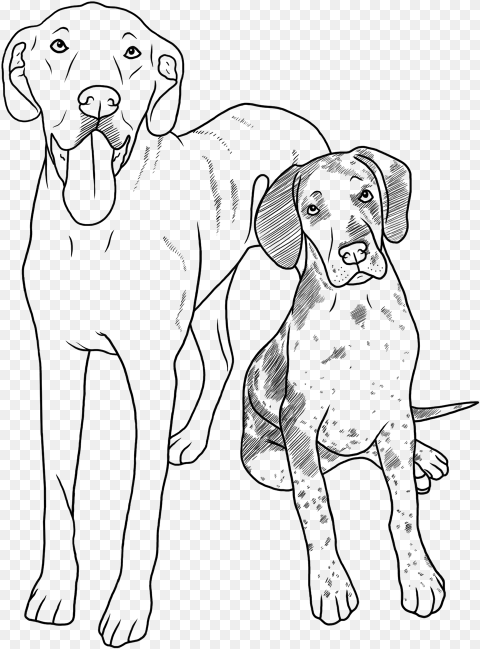 Transparent Great Dane Great Dane Line Art, Animal, Canine, Mammal, Person Png