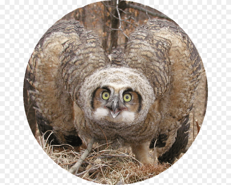 Transparent Great Horned Owl Screech Owl, Photography, Animal, Bird Free Png Download