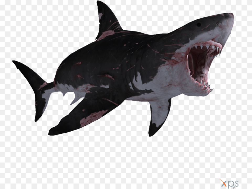 Transparent Great White Shark Clipart Depth Great White Shark, Animal, Fish, Sea Life, Great White Shark Png