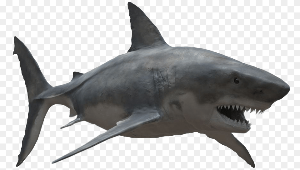 Transparent Great White Shark Great White Shark, Animal, Sea Life, Fish Free Png Download