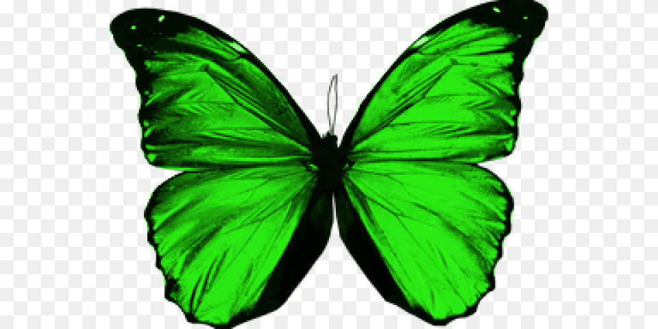 Green Butterfly Green Butterfly Wings, Person, Leaf, Plant, Animal Free Transparent Png