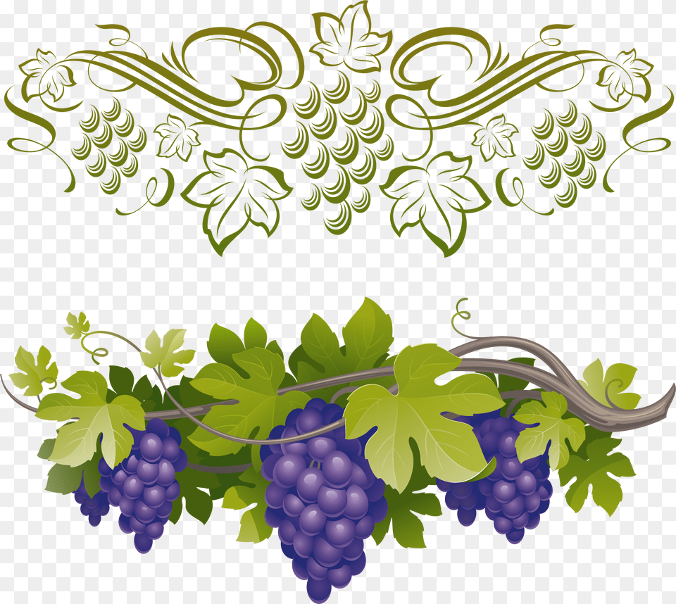 Transparent Green Grapes Clipart Grapes On A Vine, Food, Fruit, Plant, Produce Png Image