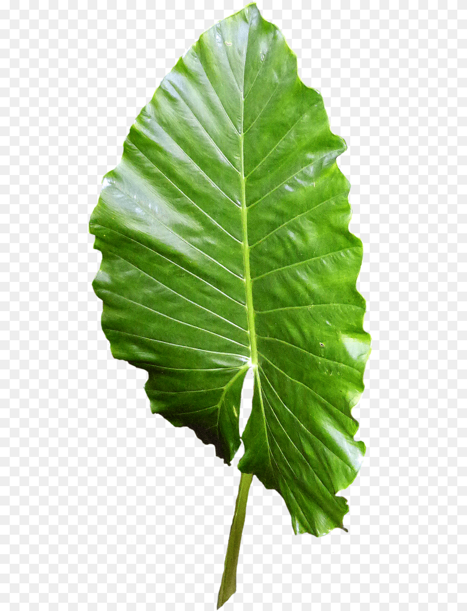 Transparent Green Leaf, Plant, Tree, Flower Png