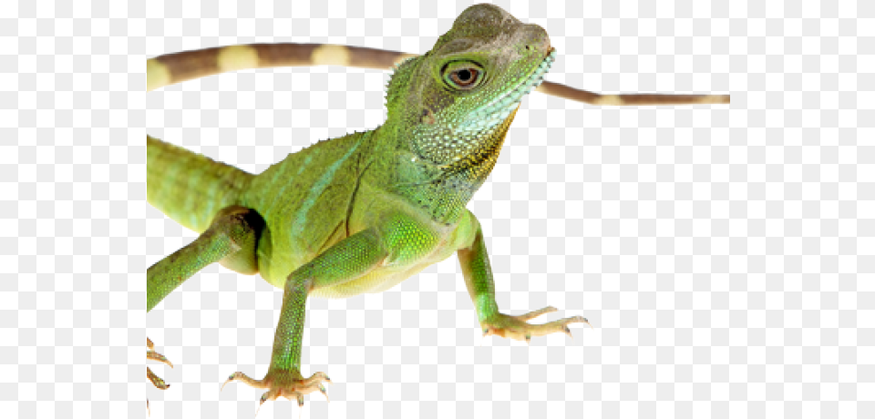 Transparent Green Lizard, Animal, Reptile, Iguana, Green Lizard Free Png