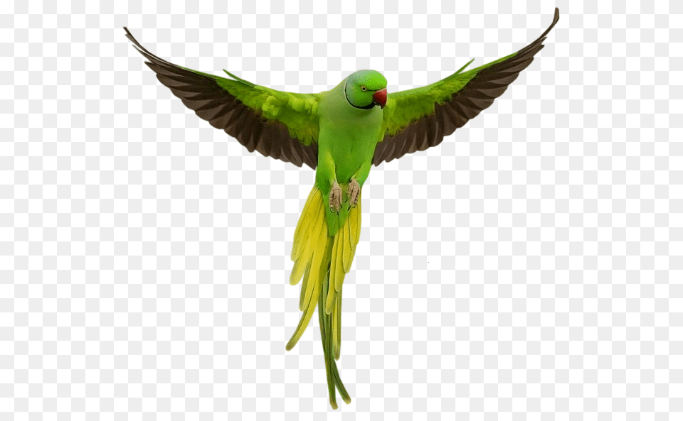 Transparent Green Parrot, Animal, Bird, Parakeet Free Png Download