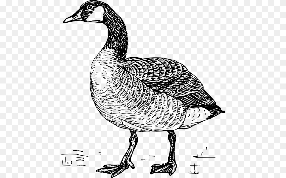 Transparent Grey Goose Goose Black And White, Animal, Bird, Waterfowl, Anseriformes Png Image