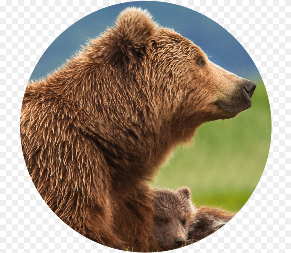 Transparent Grizzly Bear Papa Bear And Cubs, Animal, Mammal, Wildlife, Brown Bear Png