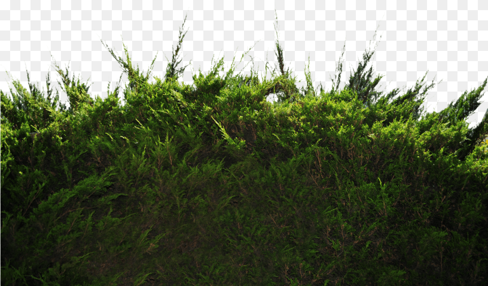 Transparent Ground Bushes, Grass, Moss, Plant, Vegetation Free Png Download