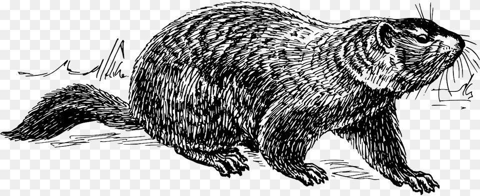 Transparent Groundhog Day Ground Hog Drawing, Animal, Mammal, Wildlife, Beaver Png