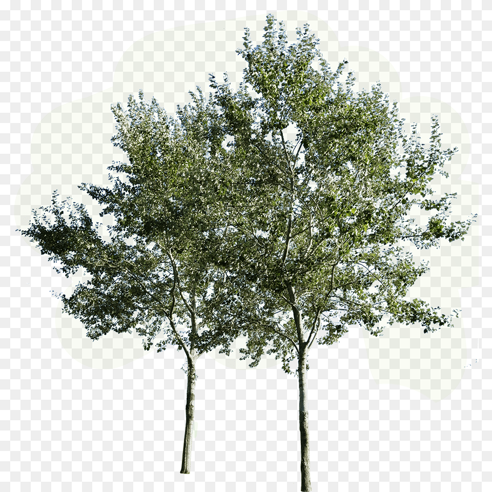 Transparent Group Of Trees Group Of Trees, Oak, Plant, Sycamore, Tree Png