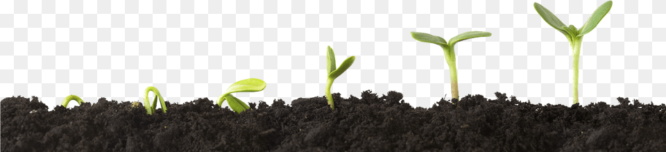 Transparent Growing Plant Clipart Grow With Us, Soil, Sprout Png Image