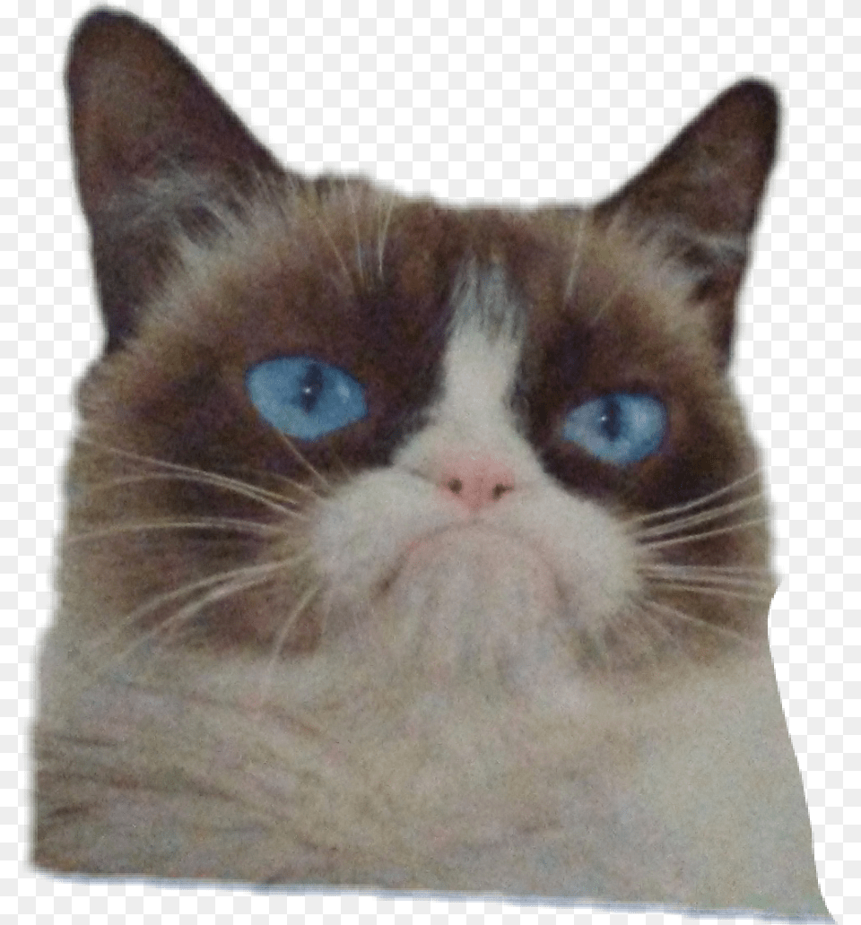 Transparent Grumpy Cat Go Away Grumpy Cat, Animal, Mammal, Pet, Siamese Free Png