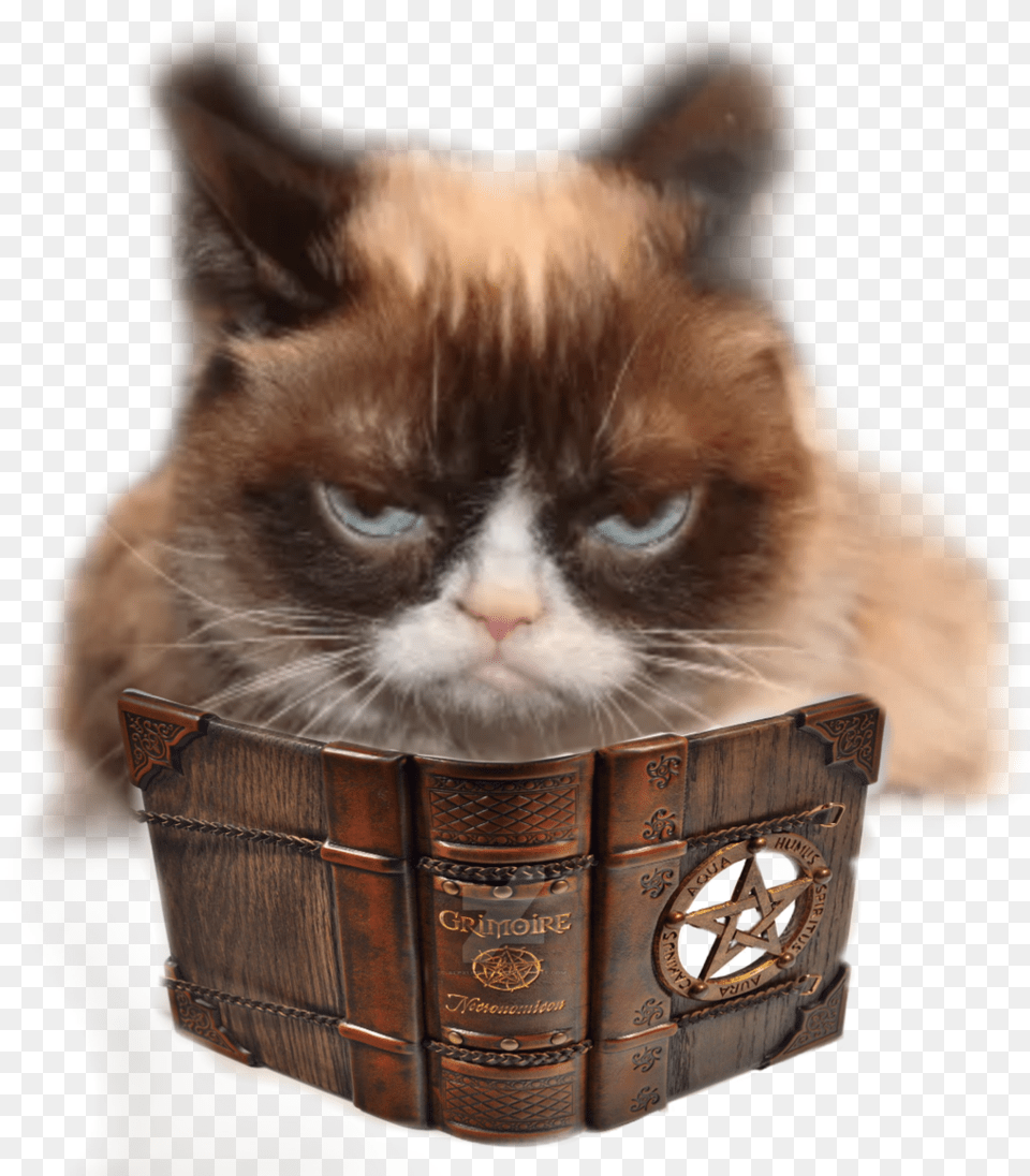 Transparent Grumpy Cat Grumpy Cat Memes, Animal, Mammal, Pet, Box Free Png Download