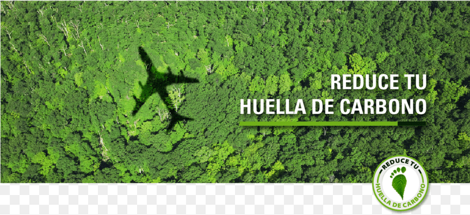 Transparent Guacamaya Carbon Offset Flight, Woodland, Vegetation, Tree, Rainforest Free Png