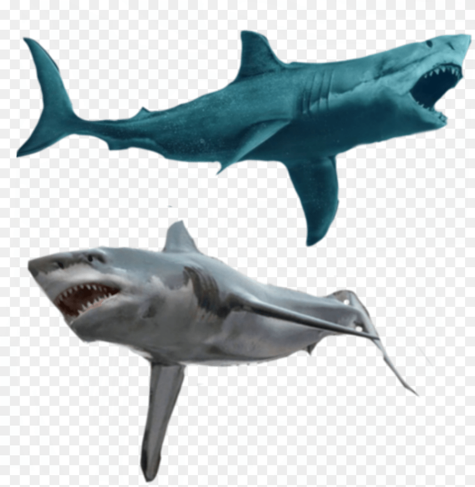 Transparent Hammerhead Shark, Animal, Sea Life, Fish Png