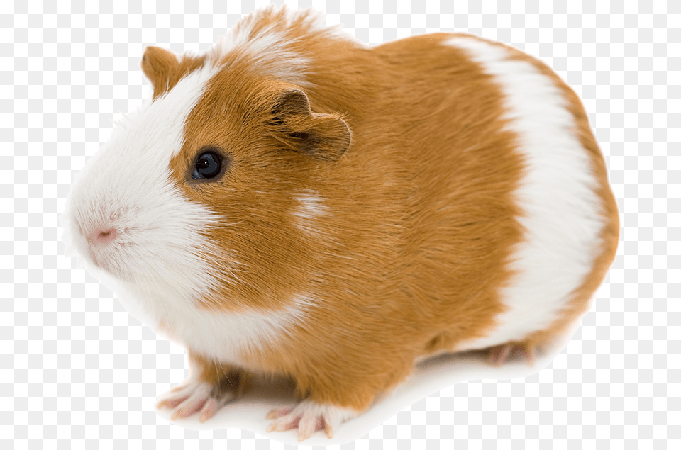 Hamster, Animal, Mammal, Rat, Rodent Free Transparent Png