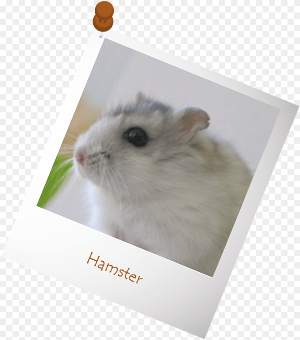Transparent Hamster, Animal, Mammal, Rat, Rodent Free Png Download