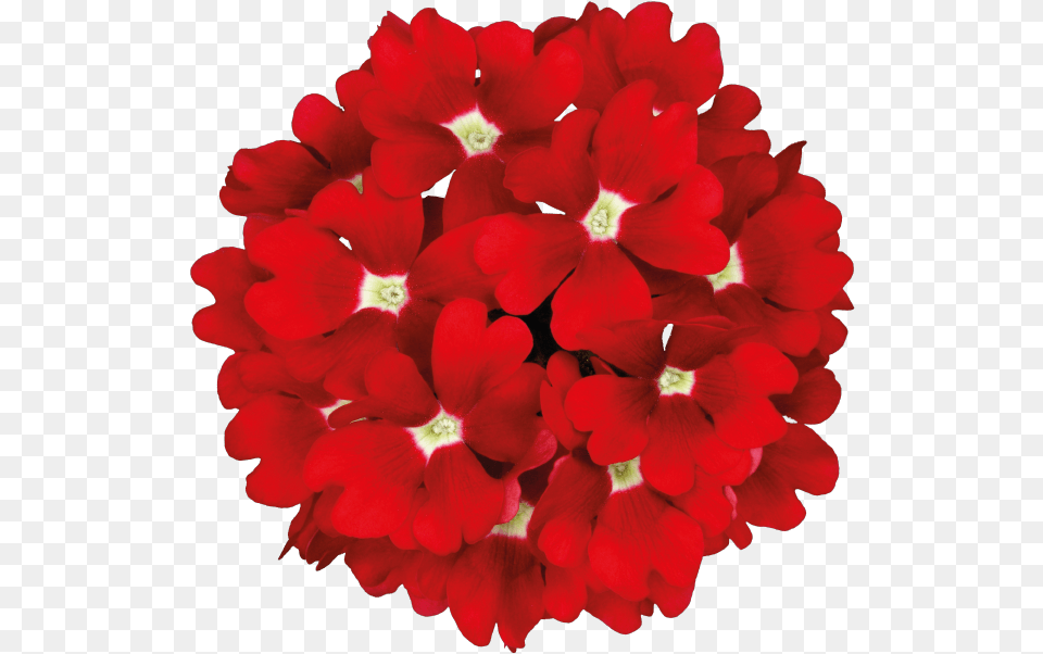 Transparent Hanging Flowers, Flower, Geranium, Petal, Plant Png