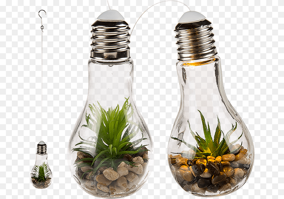 Transparent Hanging Light Bulb Succulent In Light Bulb, Lightbulb, Bottle, Cosmetics, Perfume Png Image