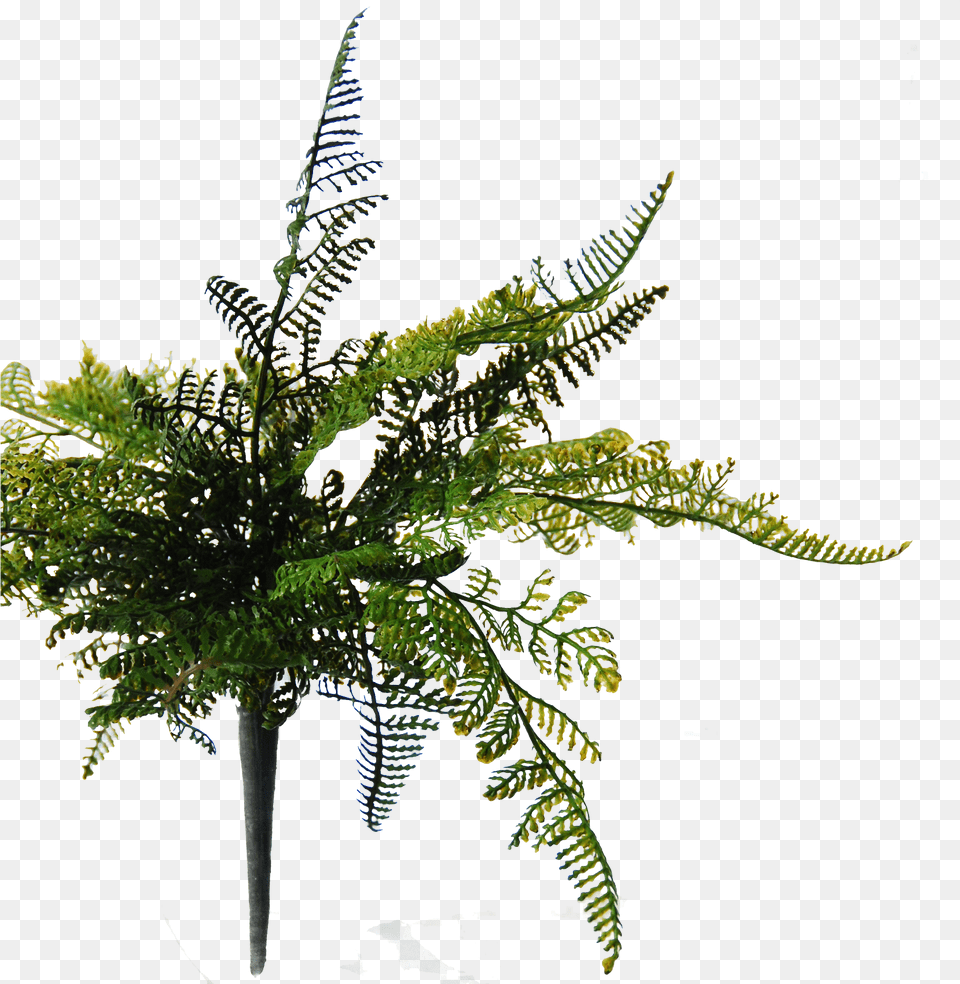 Transparent Hanging Plant Fern, Leaf Png