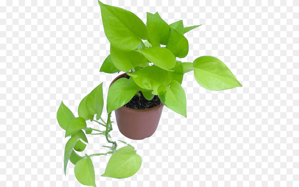 Transparent Hanging Plant Transparent Money Plant, Leaf, Potted Plant, Vine Png Image