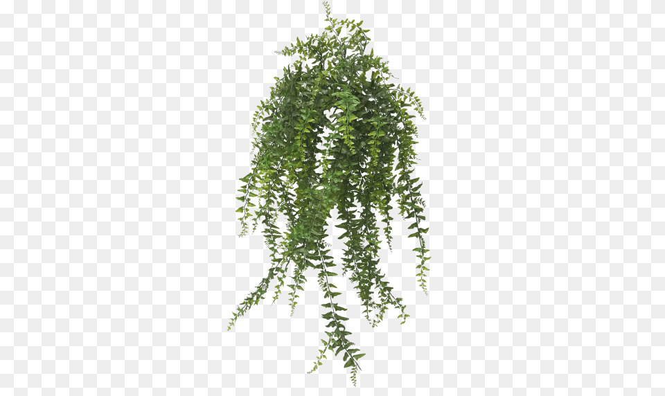 Transparent Hanging Plants, Plant, Vine, Fern, Potted Plant Png