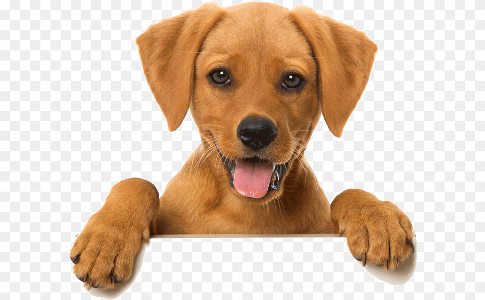 Happy Cat Dog Looking Over Wall Animal, Canine, Mammal, Pet Free Transparent Png
