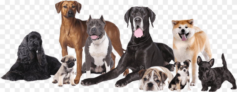 Happy Dog Different Ages Of Dogs, Animal, Canine, Mammal, Pet Free Transparent Png