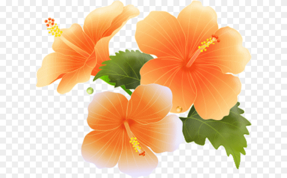 Hawaiian Frame Clipart Orange Flowers Border, Flower, Hibiscus, Plant Free Transparent Png