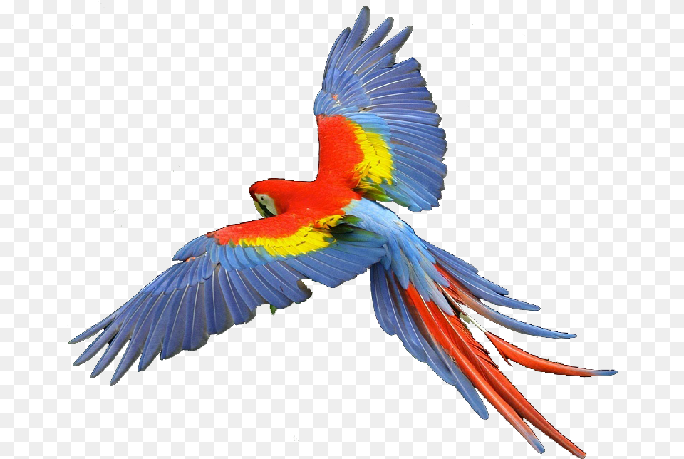 Transparent Hawk Clipart Scarlet Macaw, Animal, Bird, Parrot Png