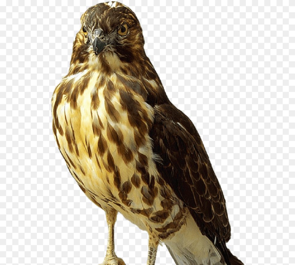 Hawk Icon, Animal, Bird, Buzzard, Accipiter Free Transparent Png