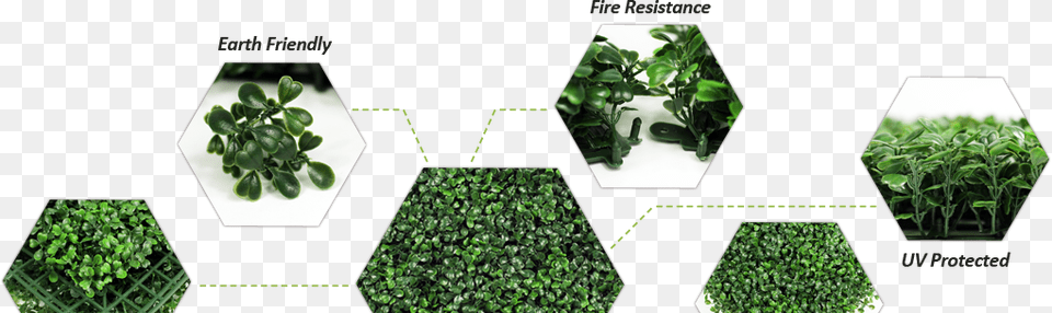 Hedges Gravel, Potted Plant, Herbal, Herbs, Plant Free Transparent Png