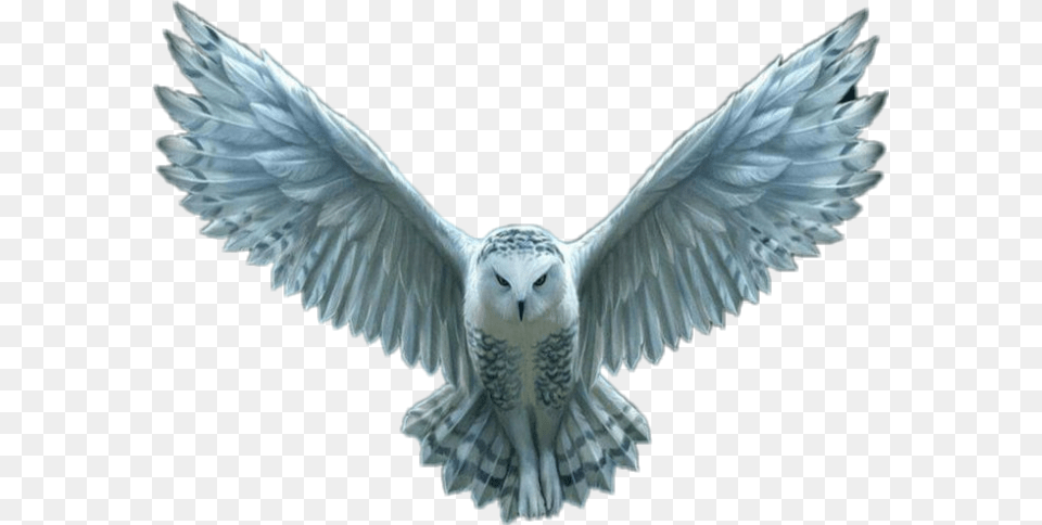 Hedwig Harry Potter Owl Flying, Animal, Bird Free Transparent Png