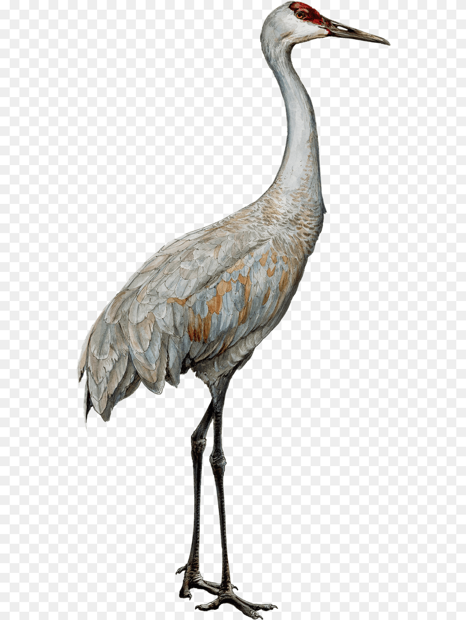 Transparent Heights Clipart Sandhill Crane Clipart Transparent, Animal, Bird, Crane Bird, Waterfowl Png