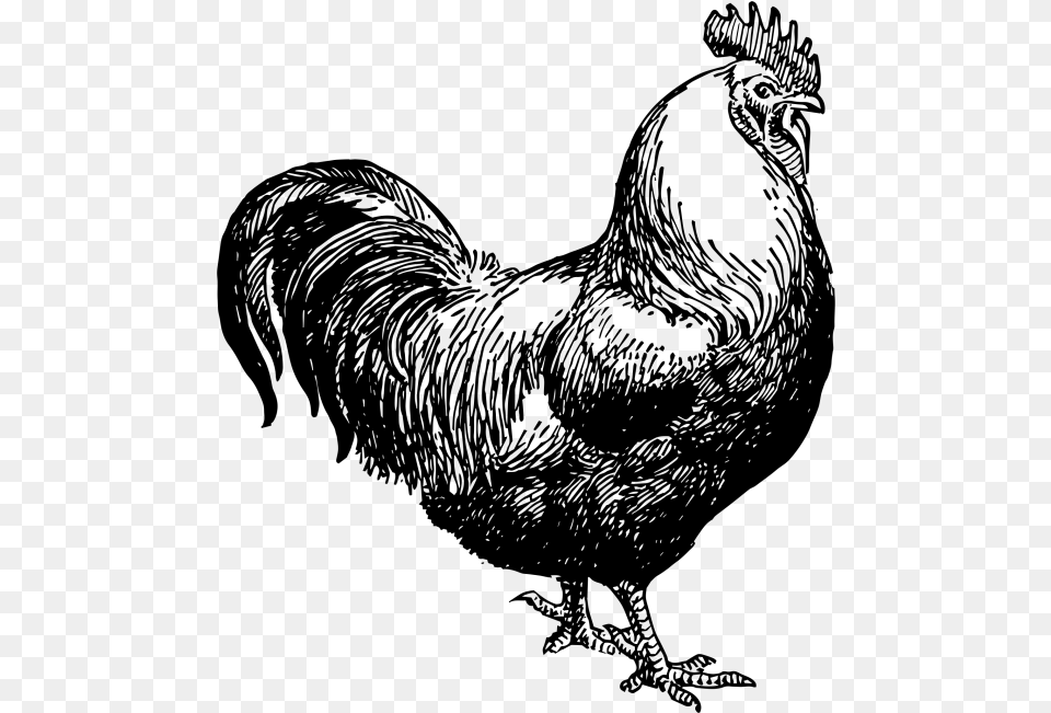 Transparent Hen Clipart Black And White Chicken Black And White Clipart, Gray Png Image