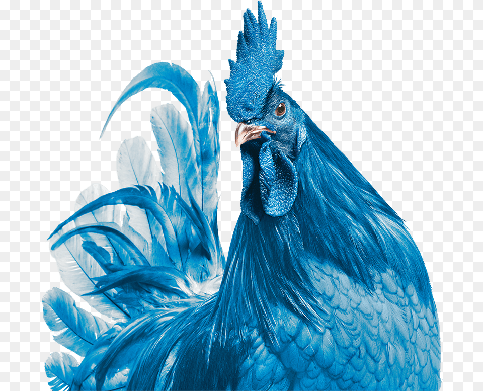 Transparent Hen Delaware State Bird Blue Hen Chicken, Animal, Fowl, Poultry Free Png Download