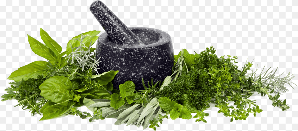 Transparent Herb Clipart Mortar And Pestle Transparent Background, Herbal, Herbs, Plant, Green Free Png Download