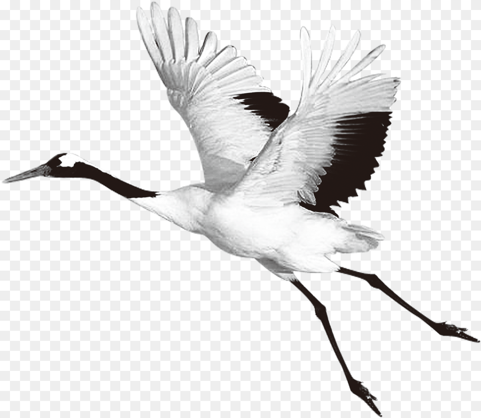 Heron Bird Clipart Red Crowned Crane, Animal, Crane Bird, Waterfowl Free Transparent Png