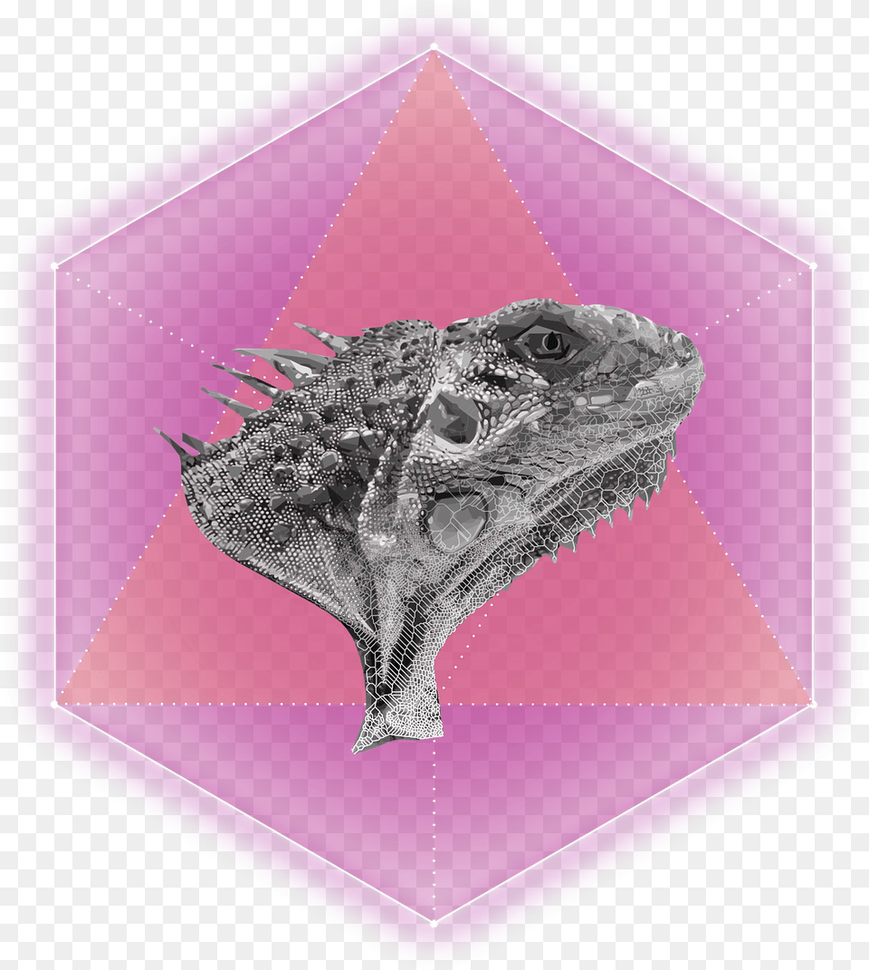 Transparent Hexagon Outline Illustration, Animal, Iguana, Lizard, Reptile Png Image