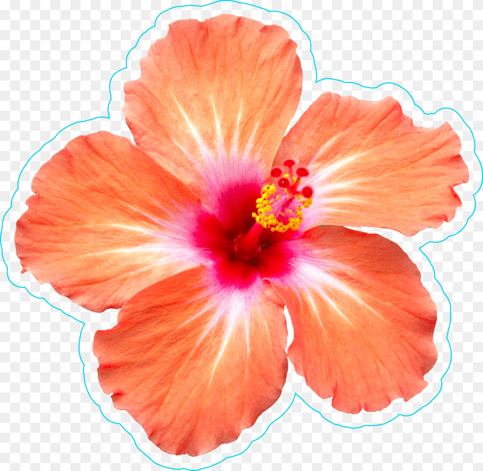 Transparent Hibiscus Border Hibiscus Flower Sticker, Plant Png