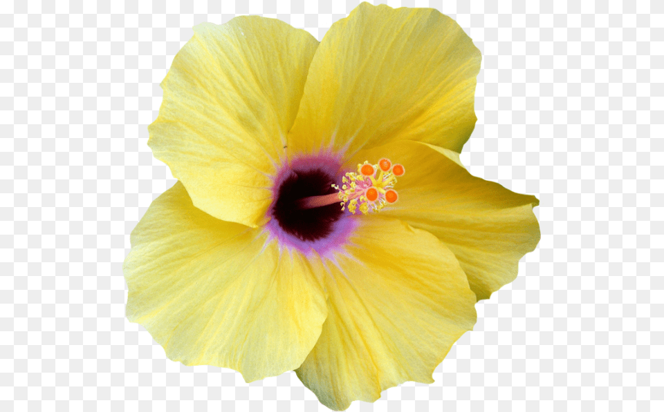 Transparent Hibiscus Border Yellow Transparent Hibiscus Flower, Plant, Pollen Png Image
