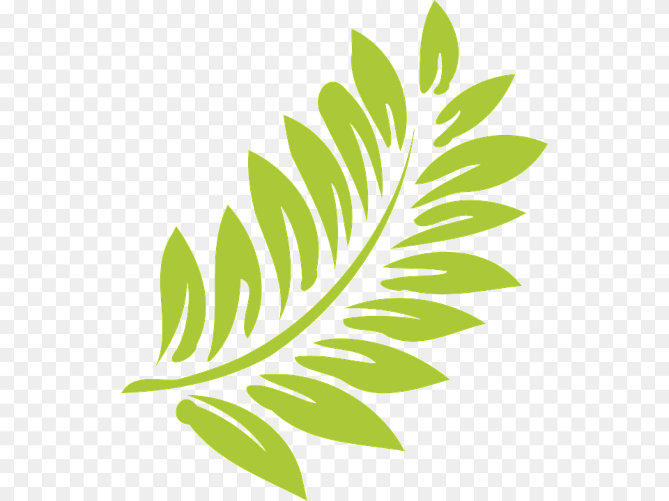 Transparent Hojas Vector Hibiscus Clip Art, Green, Leaf, Plant, Pattern Png Image